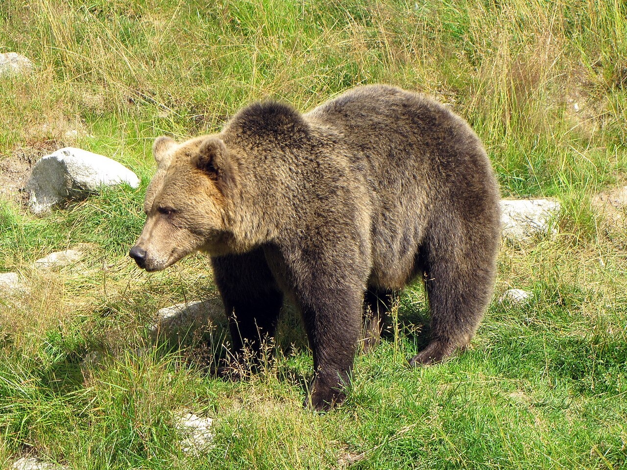 Rjavi medved - slika 2