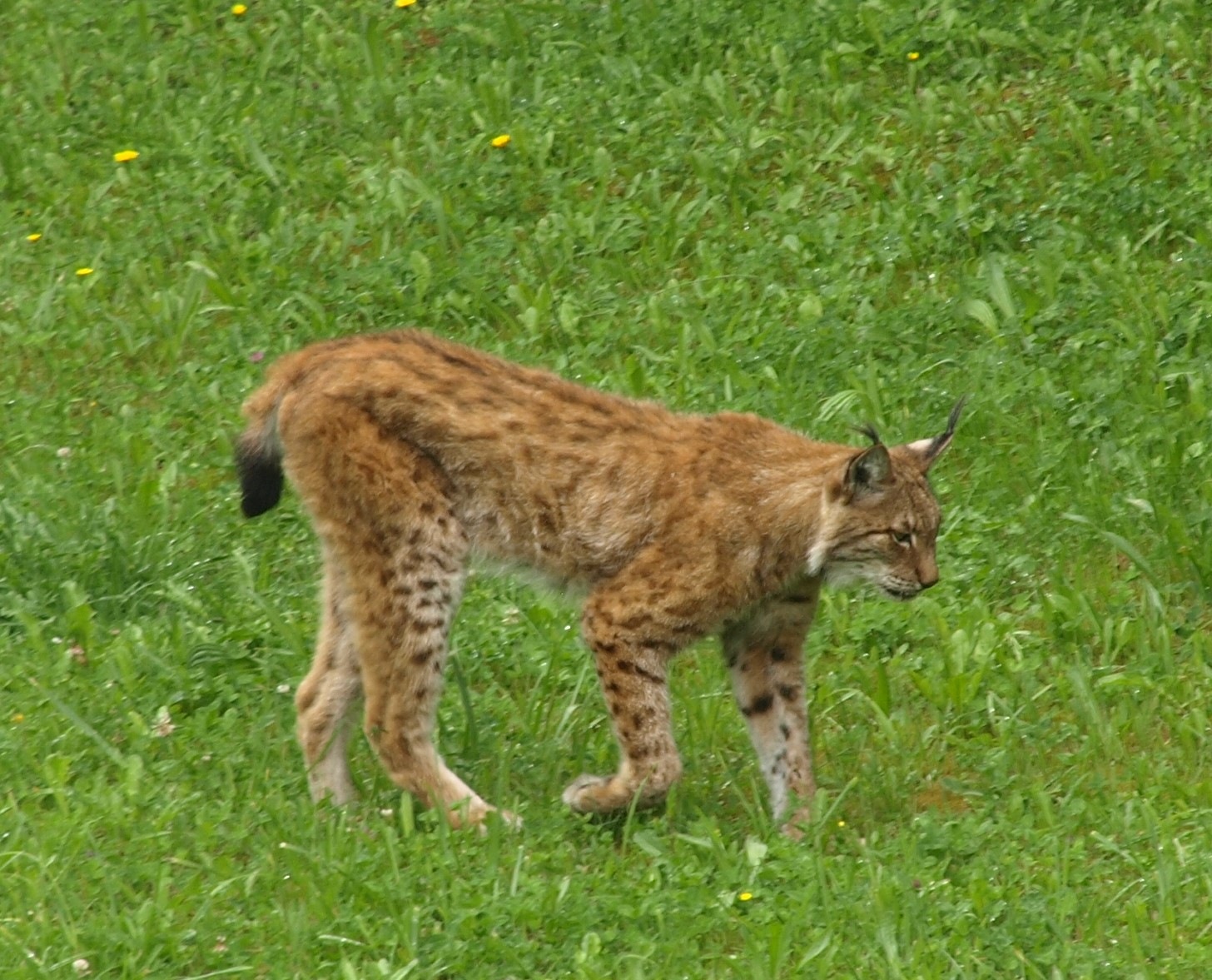 Ris